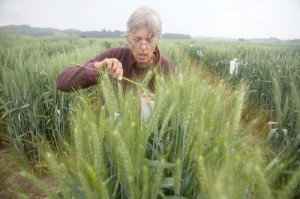 ug99-wheat-rust-science