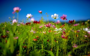 8871634-flower-field-summer