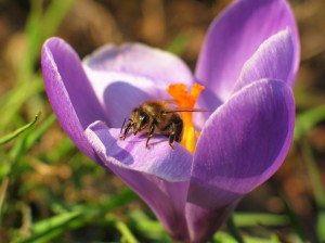 Bee_crocus_macro_4