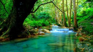 beautiful-forest-with-river-2