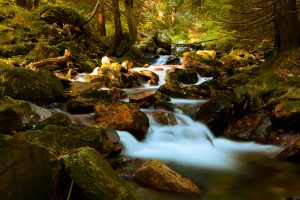 mountain_stream_in_forest_201604